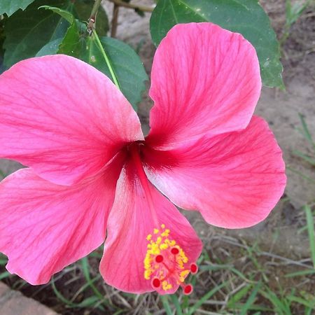 Casa Flor De Mar Otel Zipolite Dış mekan fotoğraf