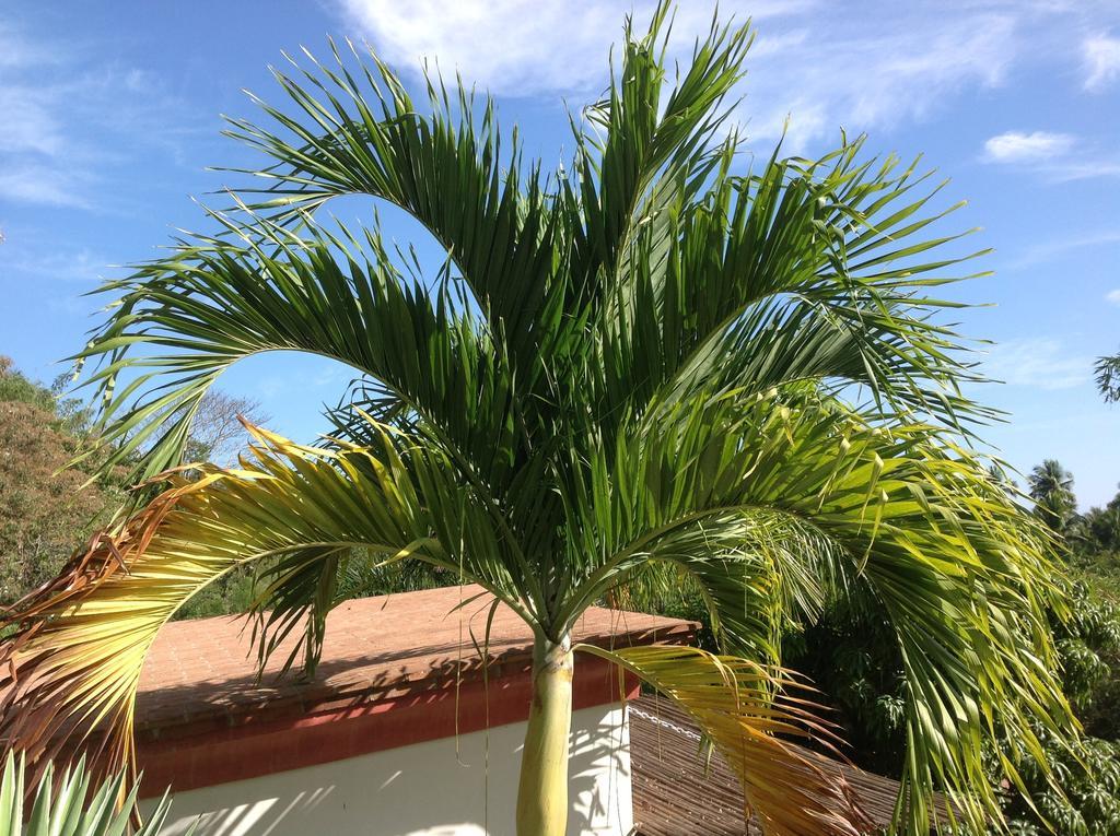 Casa Flor De Mar Otel Zipolite Dış mekan fotoğraf