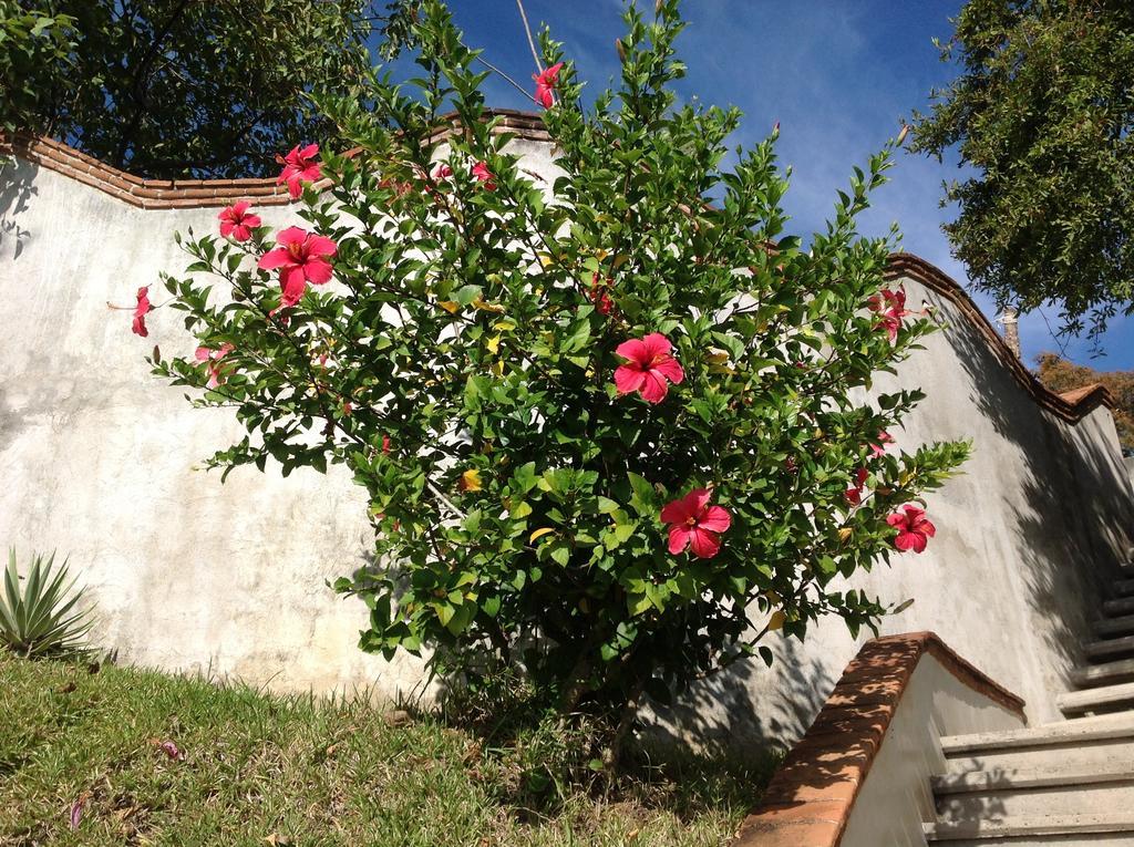 Casa Flor De Mar Otel Zipolite Dış mekan fotoğraf