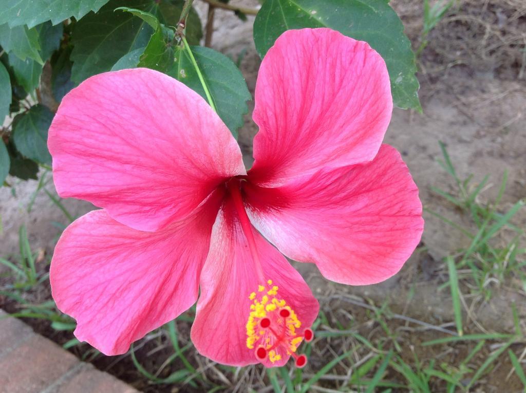 Casa Flor De Mar Otel Zipolite Dış mekan fotoğraf